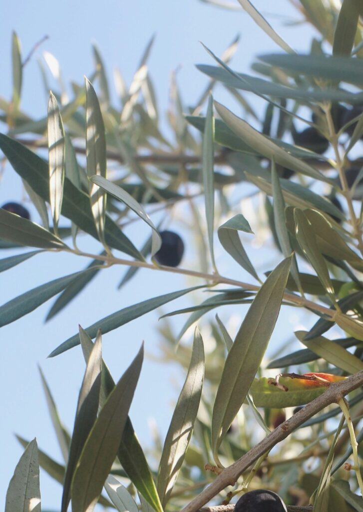 alena-illa-DqbdKOoW0z4-unsplash2